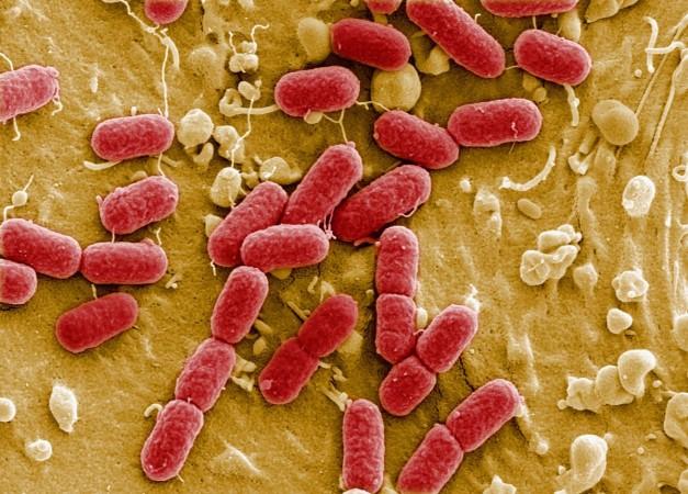Life on Earth has been around ever since the planet cooled down billions of years back- Representational image Microbial life