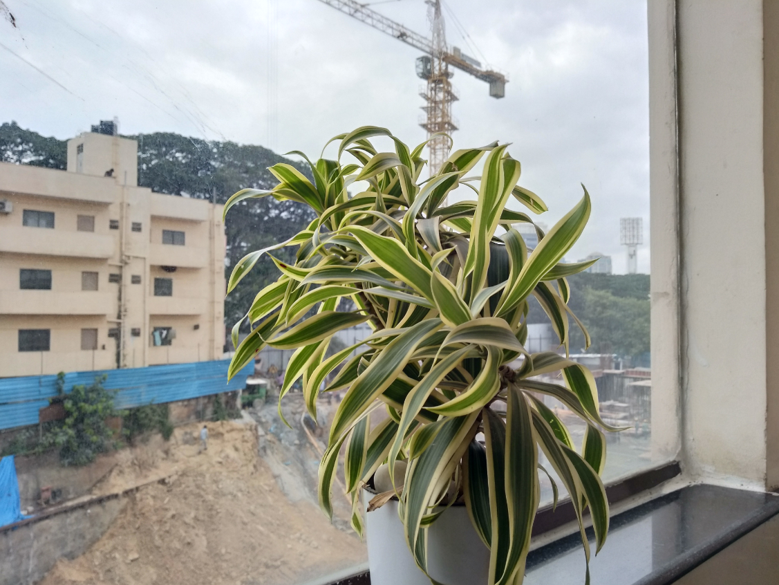 10.or D2, Amazon, launch