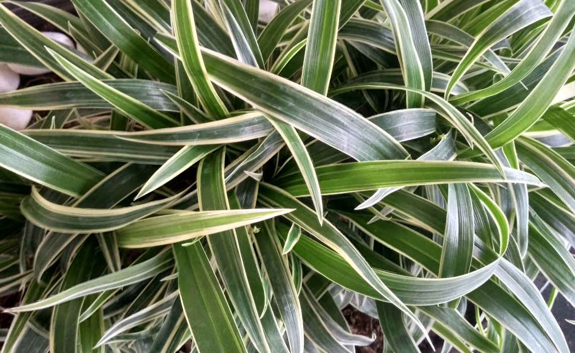 10.or D2, Amazon, launch