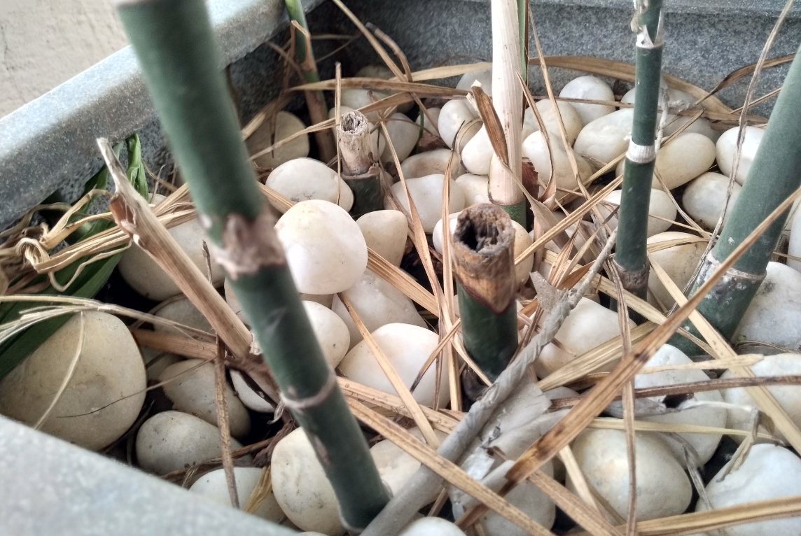 10.or D2, Amazon, launch