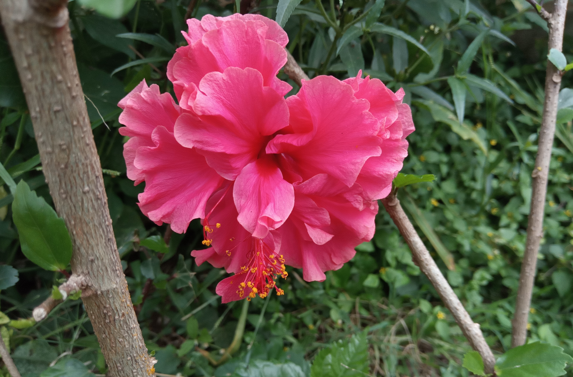 Infinix, Note 5, Android One, review