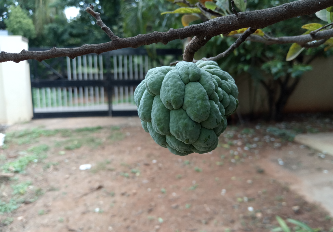 Infinix, Note 5, Android One, review, camera