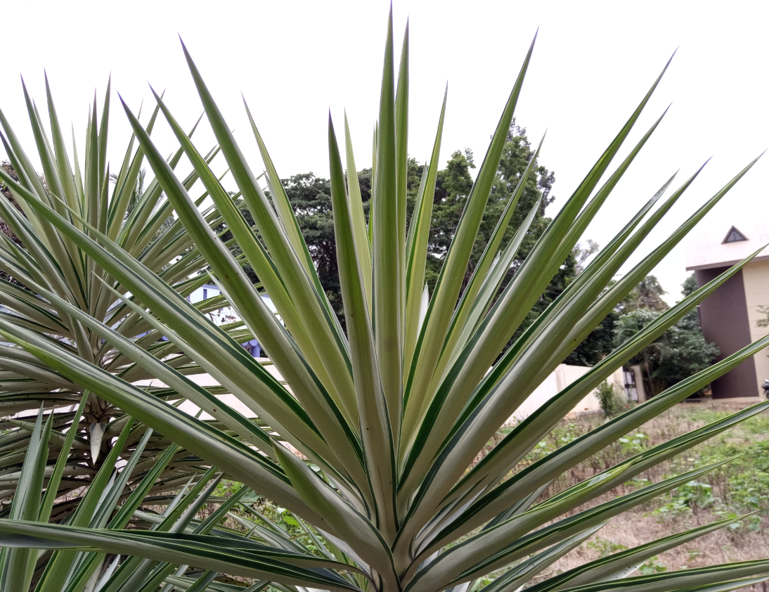 Infinix, Note 5, Android One, review, camera