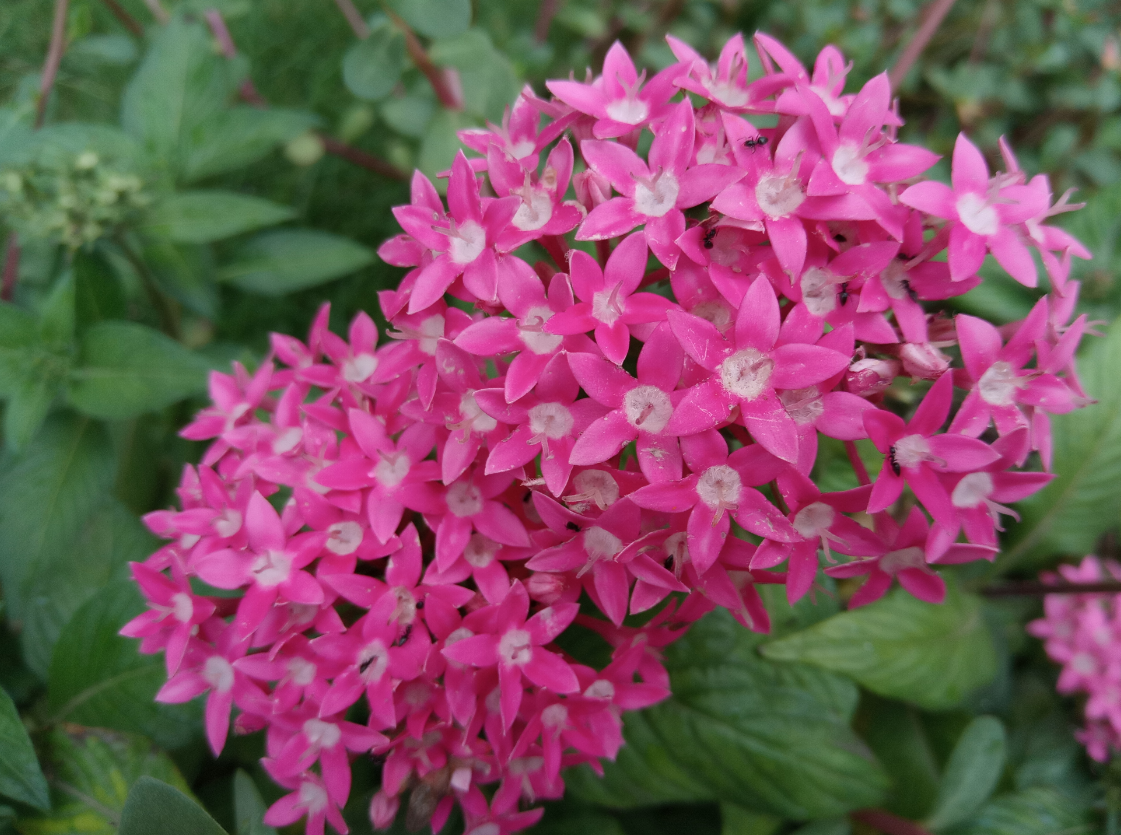 Infinix, Note 5, Android One, review, camera