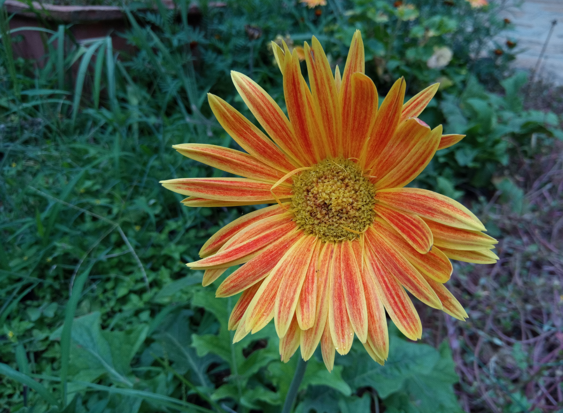 Infinix, Note 5, Android One, review, camera