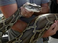 Everglade python
