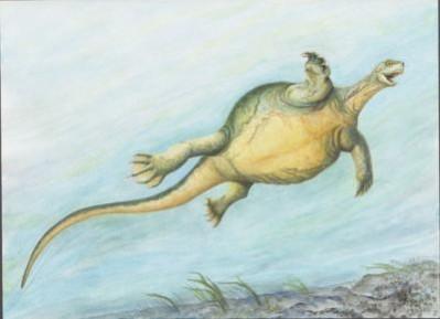 Illustration showing what Eorhynchochelys would have looked like in life (CREDIT: Adrienne Stroup, Field Museum) ancient turtle