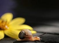 Snail