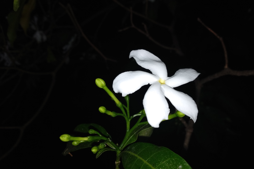 Infinix Hot 6 Pro camera sample taken in the taken in the night. Infinix, Hot 6 Pro, review, camera