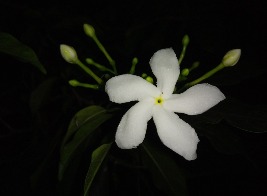 Tecno Camon iAce primary camera sample taken in the pitch dark condition in the night. Tecno, Camon iAce, camera, review