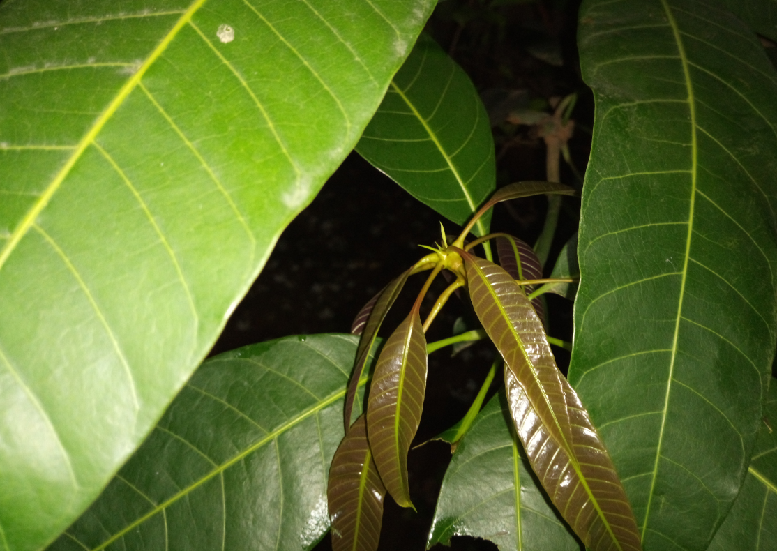 Tecno Camon iAce primary camera sample taken in the pitch dark condition in the night. Tecno, Camon iAce, camera, review