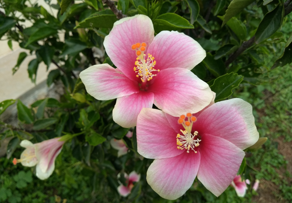 10.or D2 primary camera sample taken in the morning 10.or D2, Amazon, launch, review