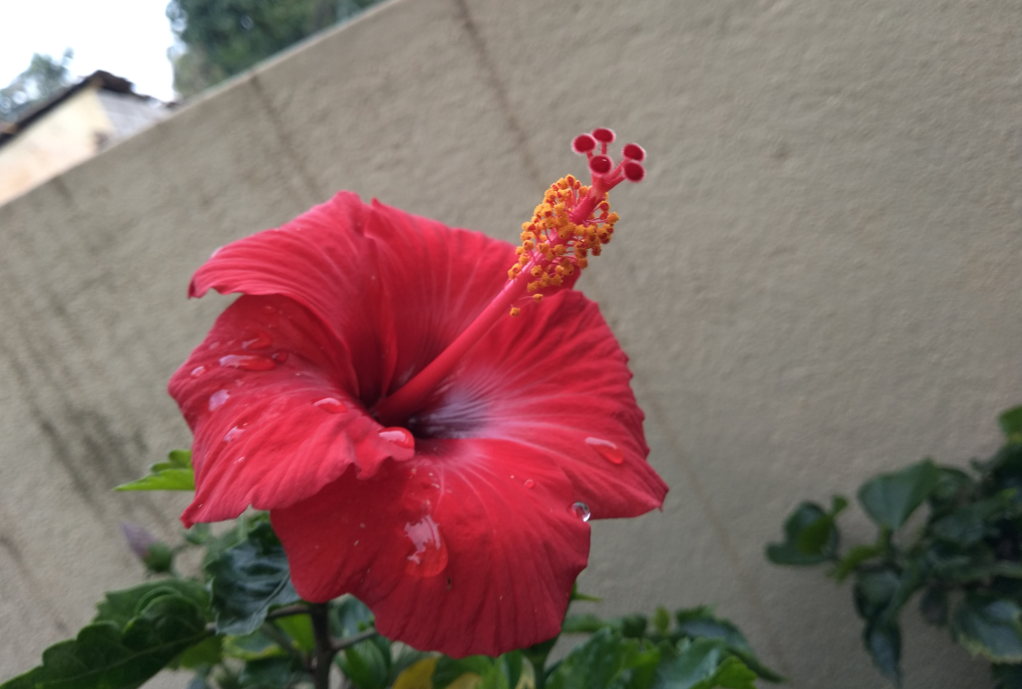 10.or D2 primary camera sample taken in the morning. 10.or D2, Amazon, launch, review