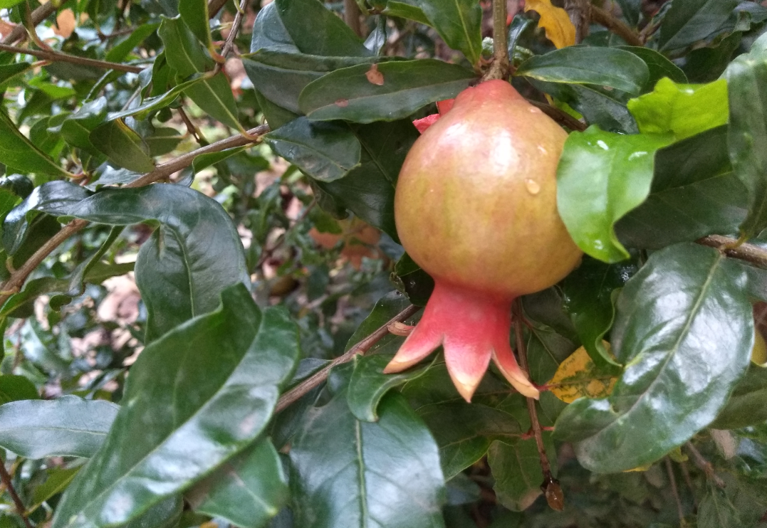 10.or D2 primary camera sample taken in morning. 10.or D2, Amazon, launch, review