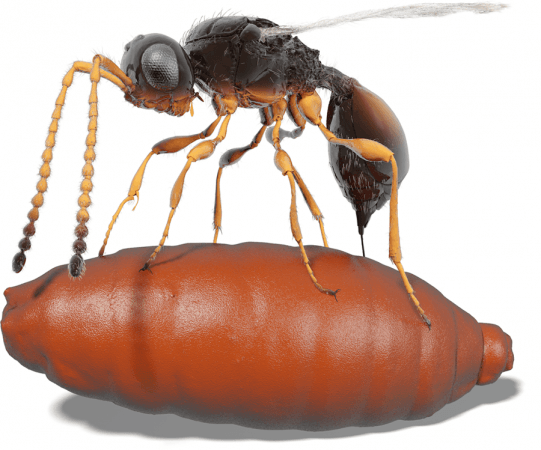 Ancient wasps laid their eggs inside fly pupae Wasps