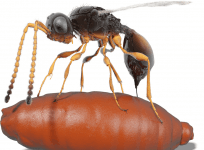Wasps