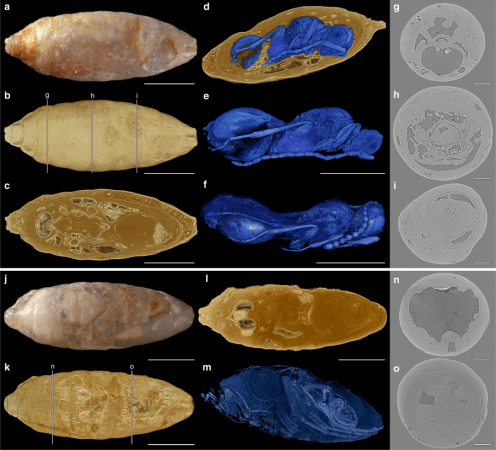 X-ray tomography of fossils with adult wasps inside Wasp fossils