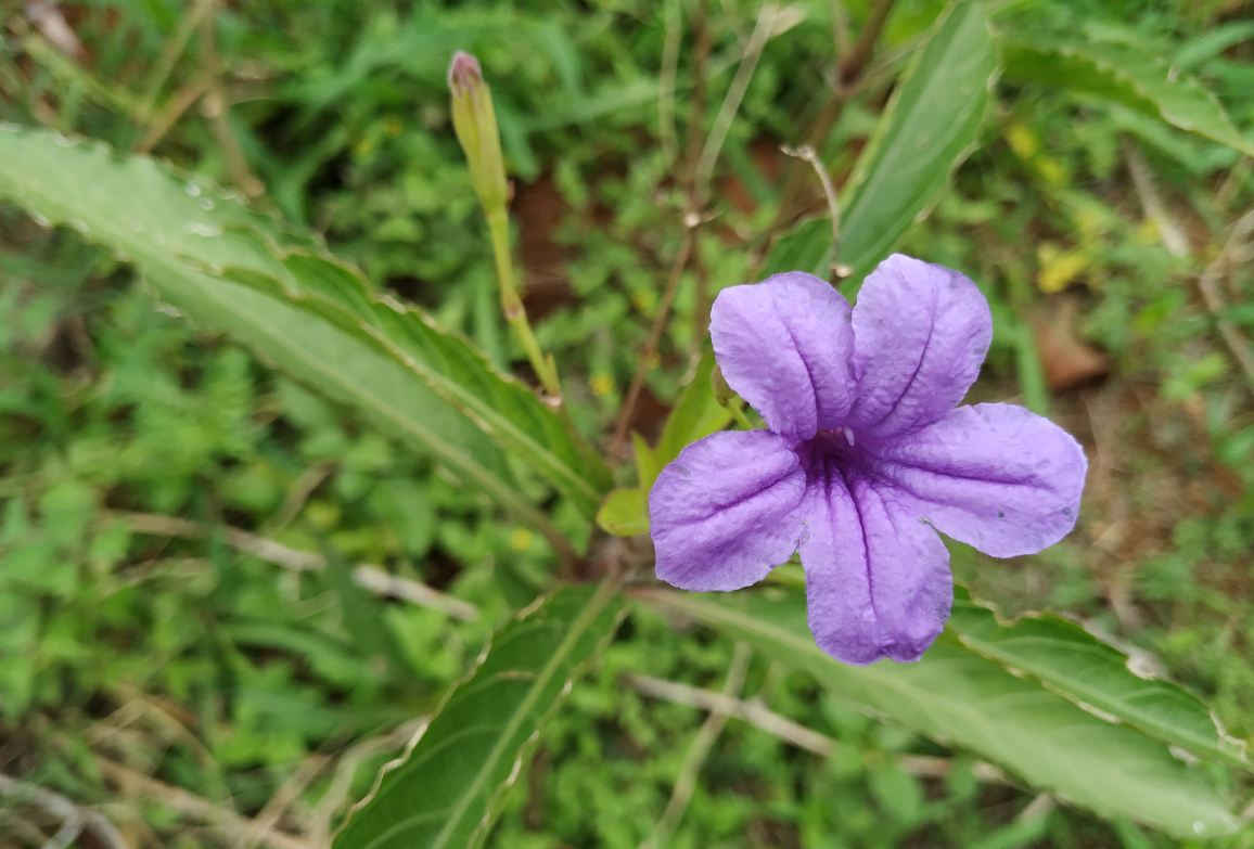 Xiaomi, Mi A2, Android One, launch, camera, review