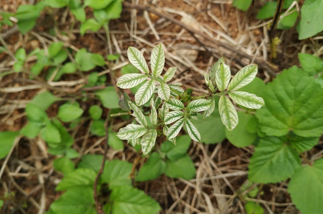 Xiaomi, Mi A2, Android One, launch, camera, review