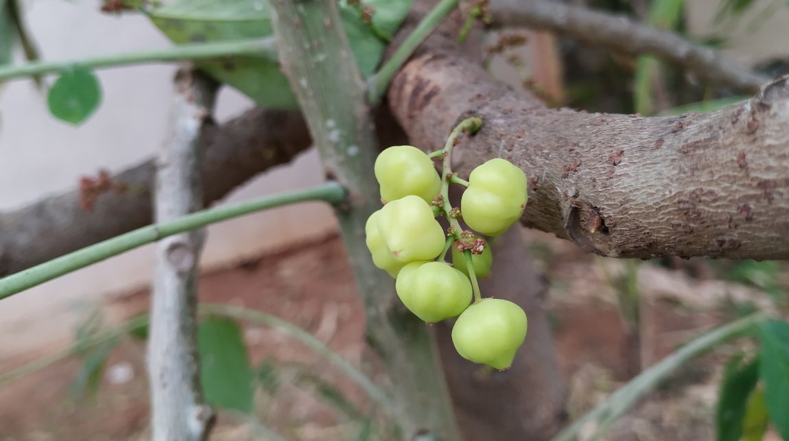 Xiaomi, Mi A2, Android One, launch, camera, review