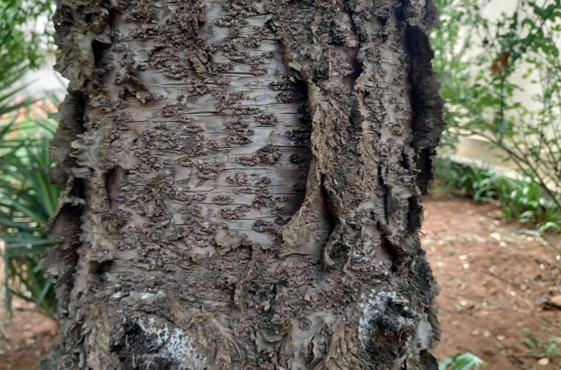 Xiaomi, Mi A2, Android One, launch, camera, review