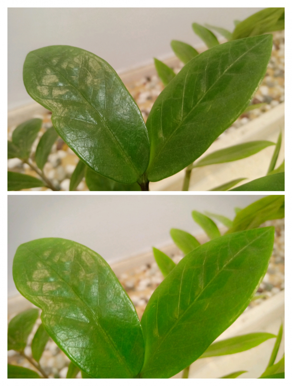 Oppo F9 Pro camera samples