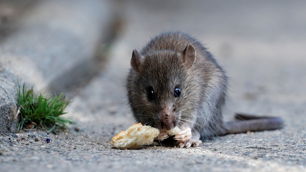 Image result for Rat fever from Kerala floods