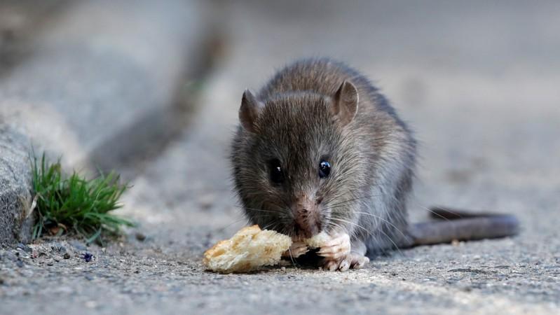 rat