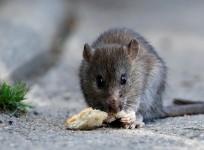 rat