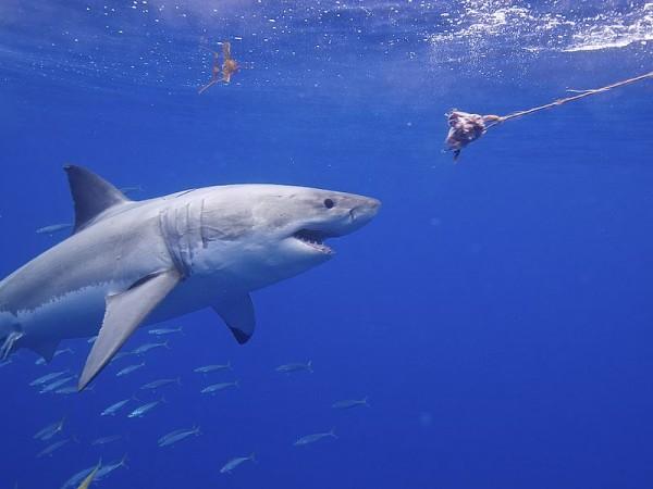 great white shark