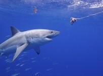 great white shark