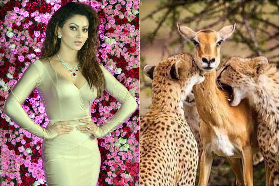 900px x 600px - Urvashi Rautela gets fact-checked for sharing 2-year-old fake story of  Cheetah and Impala - IBTimes India