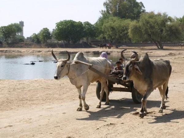 Zebu cattle pulling a wagon beside a pond at the Indus Civilization site of Rakhigarhi in northwest India. Rakhigarhi excavation