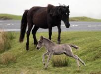 Foal