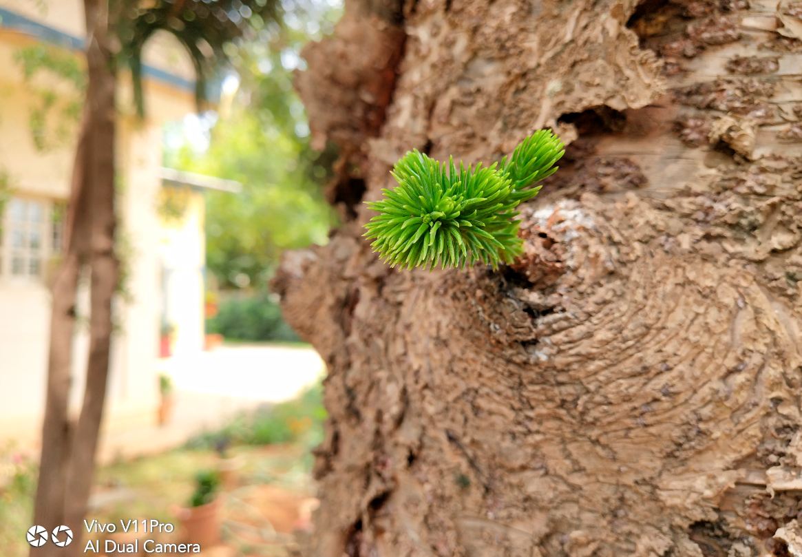 Vivo, V11 Pro, launch, price, specs, review