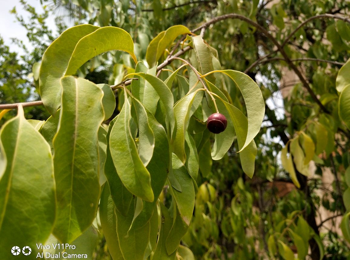 Vivo, V11 Pro, launch, price, specs, review