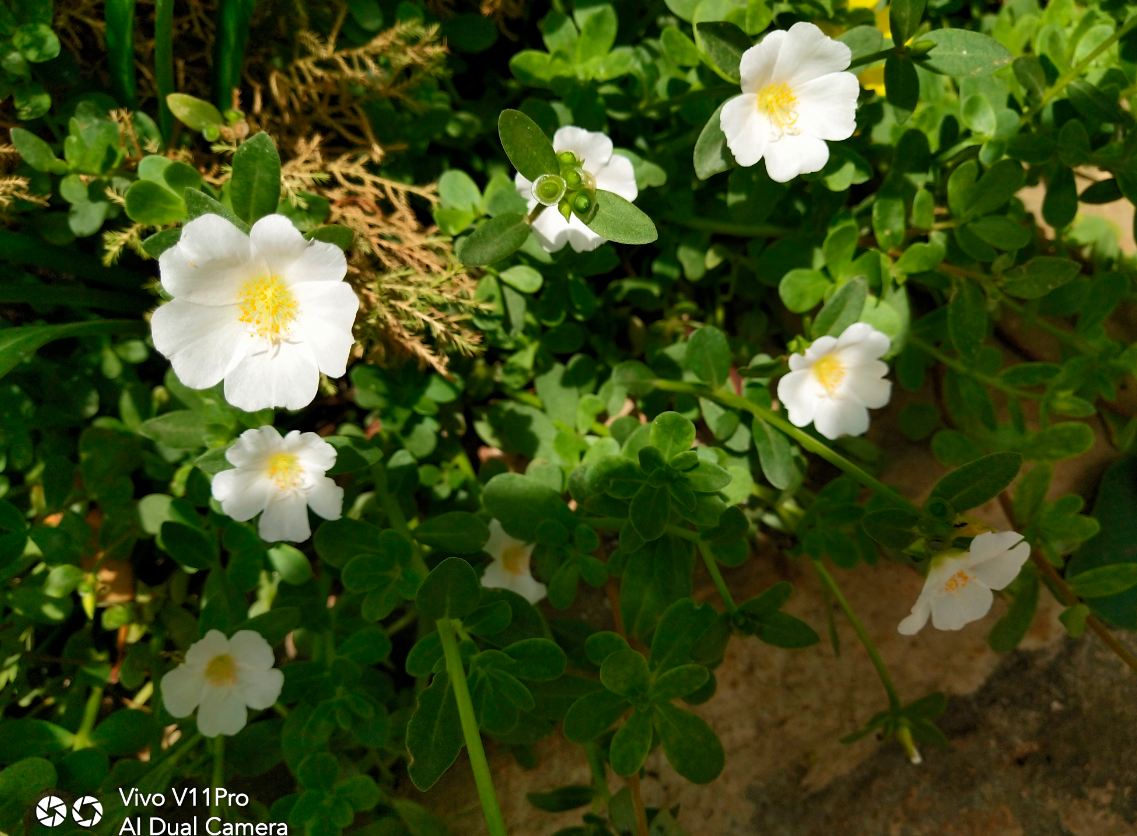 Vivo, V11 Pro, launch, price, specs, review