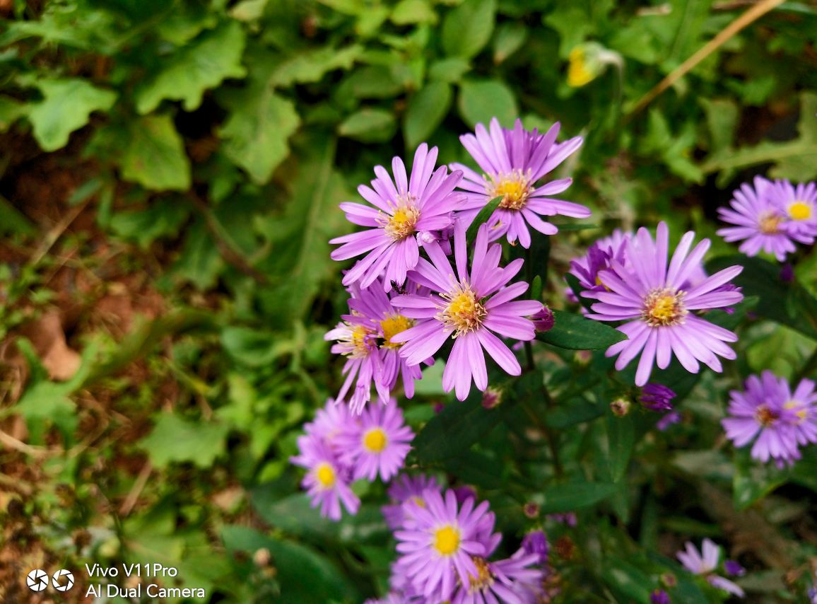 Vivo, V11 Pro, launch, price, specs, review