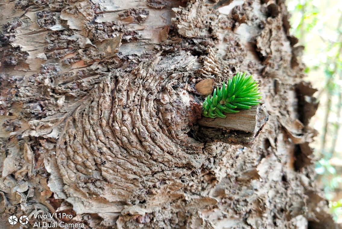 Vivo, V11 Pro, launch, price, specs, review