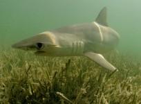 Shark in grassy pastures