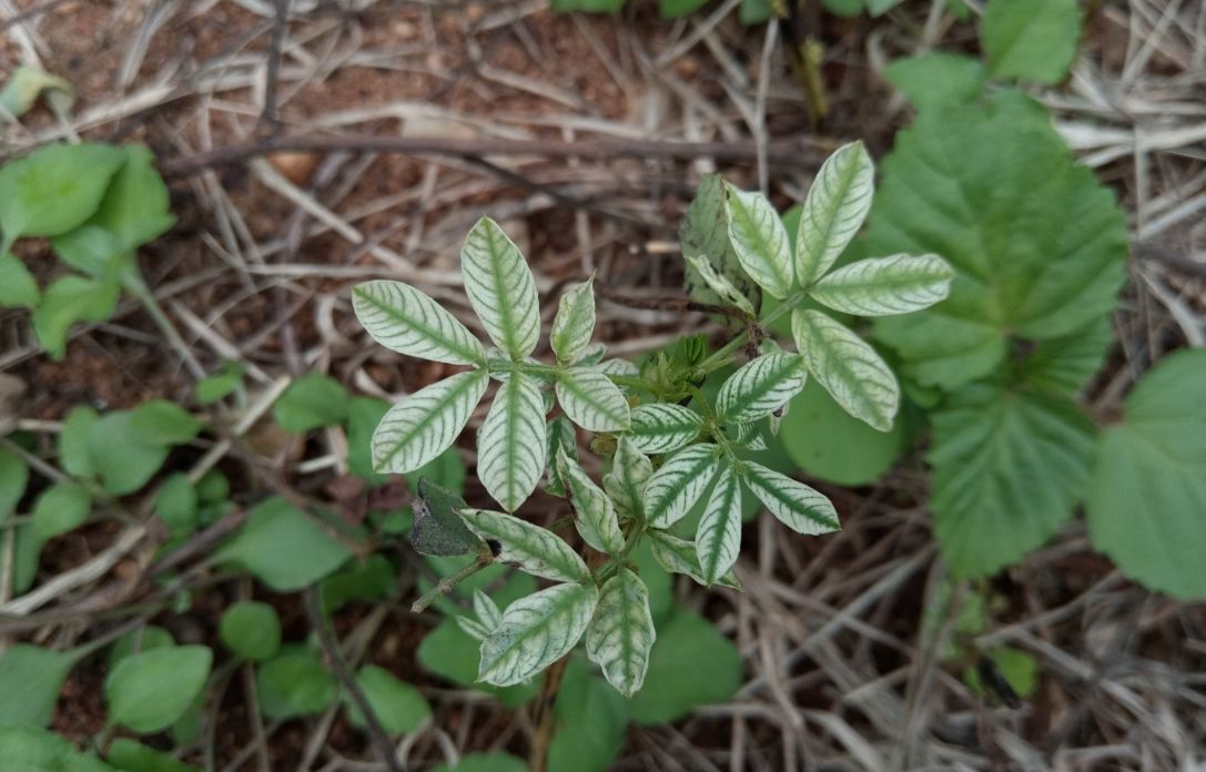 Infinix, Note 5, Android One, camera, review