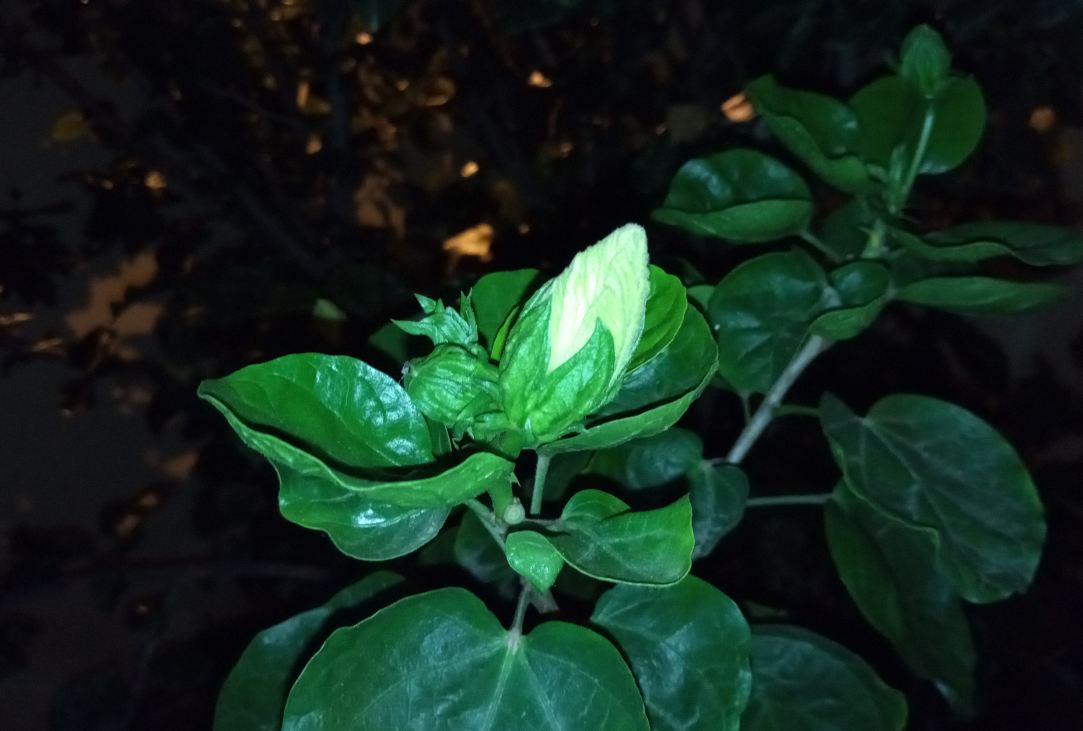 Infinix, Note 5, Android One, review