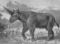 Siberian Unicorn