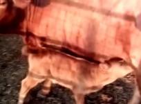 Red heifer