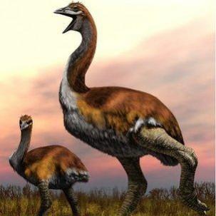 The elephant birds had massive neck and legs. elephant birds