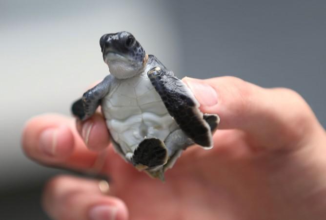 A green turtle is held as marine turtle specialists prepare to release the more than 570 baby sea turtles, including the Loggerhead and Green turtles, into the Atlantic Ocean Green Sea Turtle