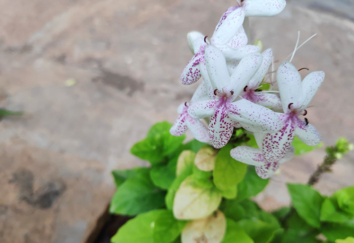 Poco F1 primary camera sample taken in the evening. Xiaomi, Poco F1, launch, review, price, specifications,