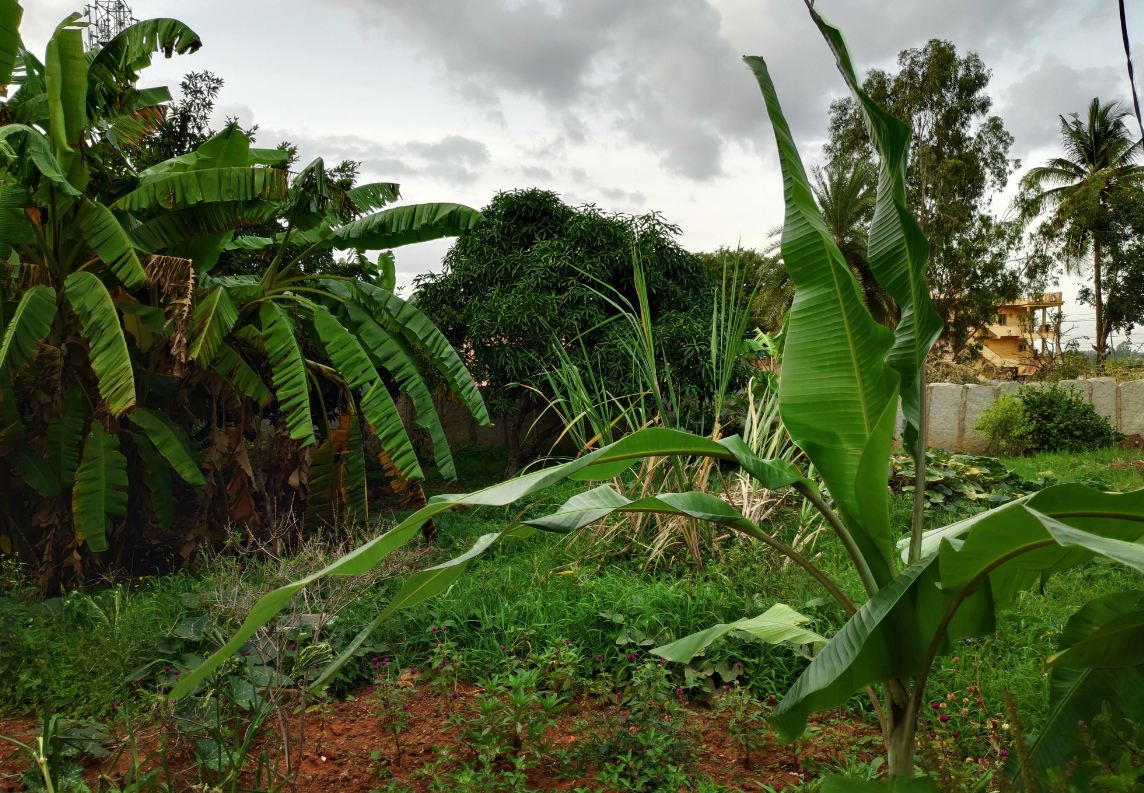 Poco F1 primary camera sample taken in the late afternoon. Xiaomi, Poco F1, launch, review, price, specifications,