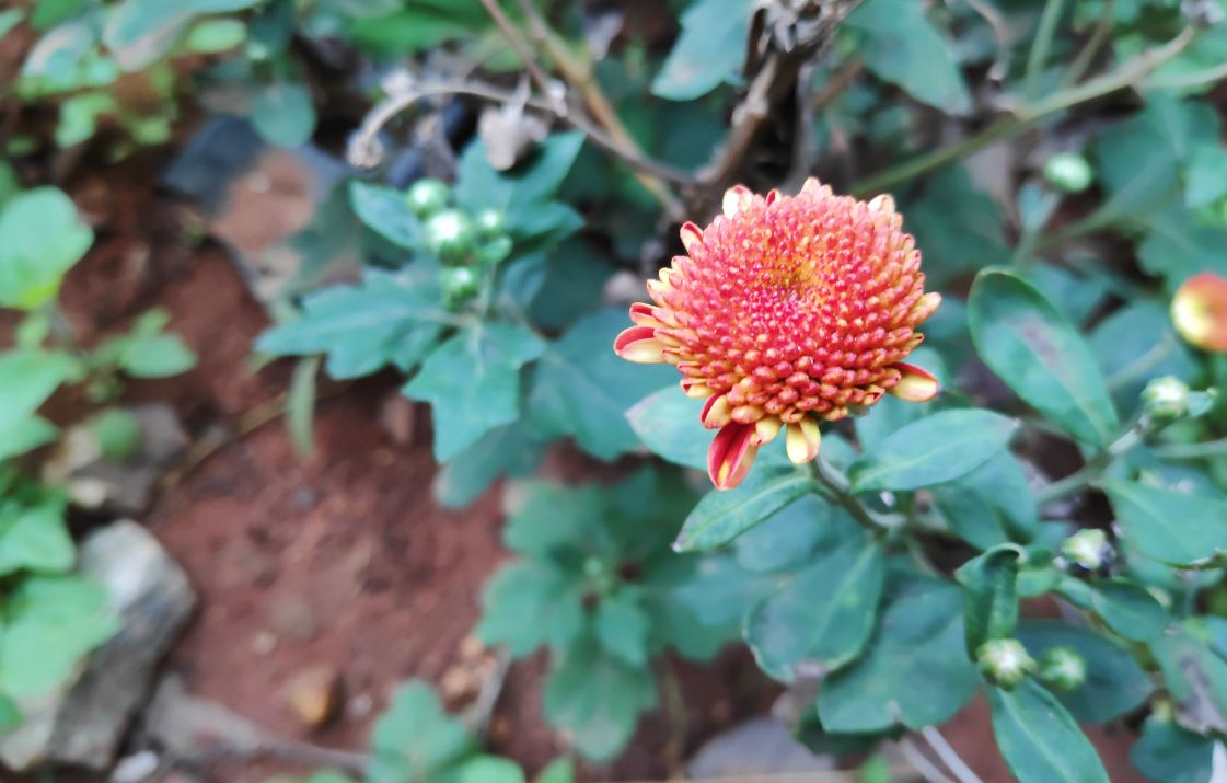 Poco F1 primary camera sample taken in the morning. Xiaomi, Poco F1, launch, review, price, specifications,