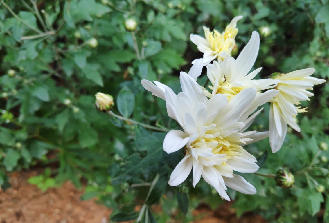 Poco F1 primary camera sample taken in the morning. Xiaomi, Poco F1, launch, review, price, specifications,